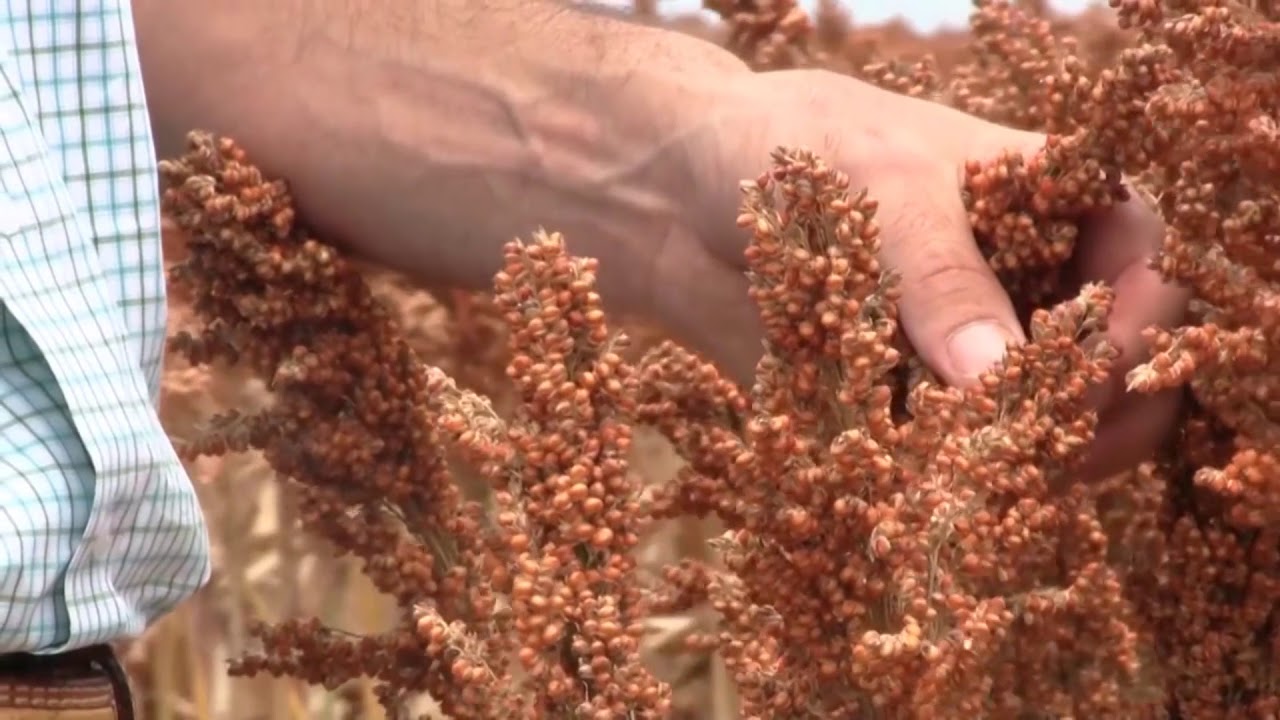 Libera Inifap Nuevas Variedades De Sorgo Para Atender Demanda Del