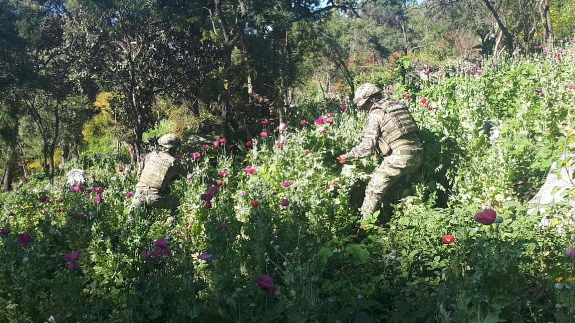 La Armada De M Xico Contin A Realizando Operaciones De Erradicaci N De